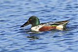 Northern Shoveler